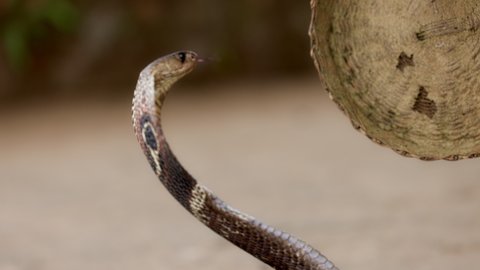 Indian spectacled Cobra Snake venomous with its hood - lat. Naja naja. Cobra close-up portrait. Dangerous reptiles, Asian snakes. Slow motion 120 fps video, ProRes 422, 10 bit