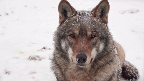 slow motion. portrait of gray wolf in winter on background of falling snow in the zoo
