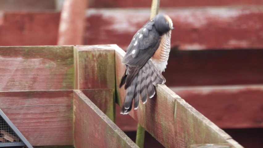 Sparrowhawk preening feathers on a garden fence