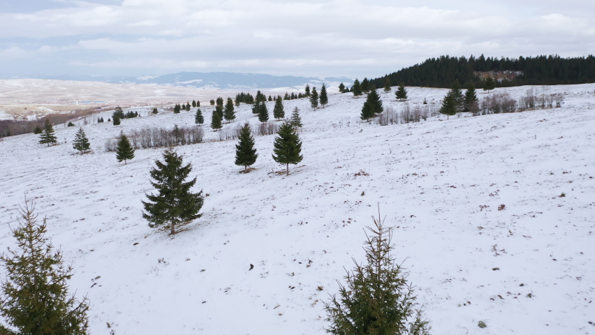 Low drone flight above small evergreen trees growing on snowy hillside, Romania