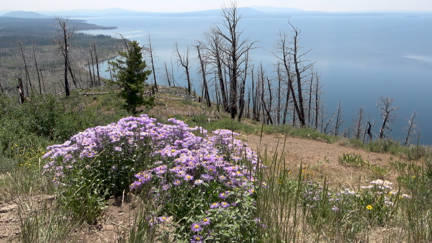 The Yellowstone Lake seen from the Lake Butte Overlook, Yellowstone National Park