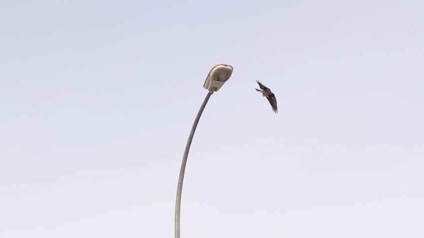 Hooded Crow Crowing Mark Territory Threaten Stock Footage Video (100% 