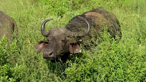 Water buffalo or Cape buffalo in the nature reserve Hluhluwe National Park South Africa