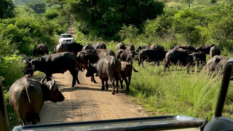 Water buffalo or Cape buffalo in the nature reserve Hluhluwe National Park South Africa