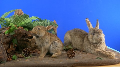 Rabbits Museum Display On Bluescreen