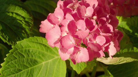 7 紫陽花 イラスト 和 Stock Video Footage 4k And Hd Video Clips Shutterstock 7 紫陽花 イラスト 和 Stock Video Footage 4k And Hd Video Clips Shutterstock