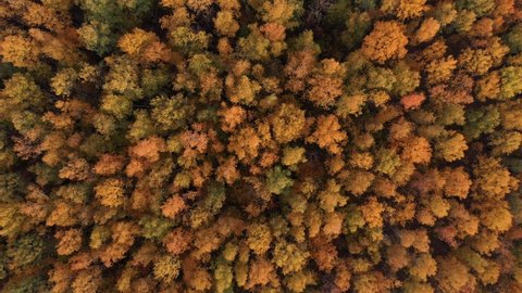 Aerial Flying Down Over Trees In Forest Golden Red Yellow Color On Fall Evening