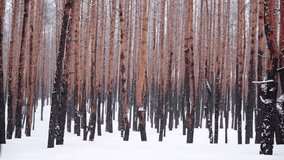 Snowfall in winter pine forest. Snow falling in slow motion . Beautiful winter tranquil landscape. Christmas time background.