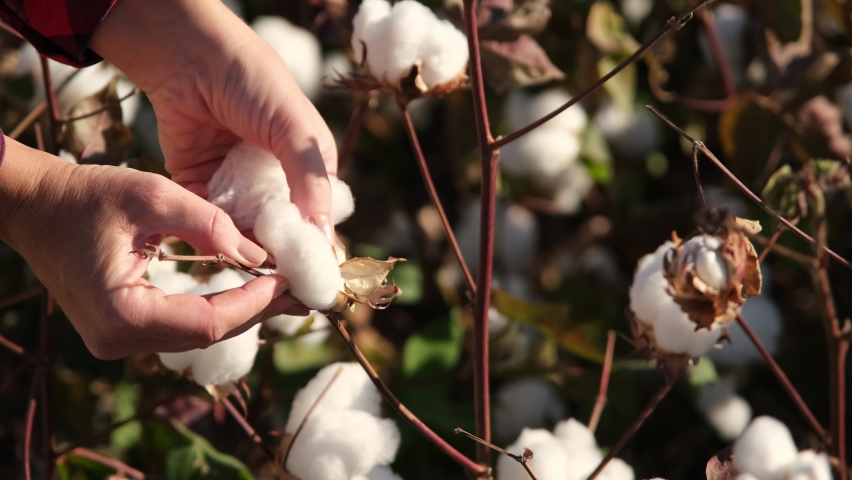 How Long Is A Cotton Picking Minute