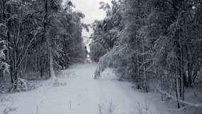 Snow in the forest, wild animal running on the snow, animal cross the video, drone catch animal on snow forest, heavy winter in Nordic country, umpty space, Lapland beautiful nature, climate changes 