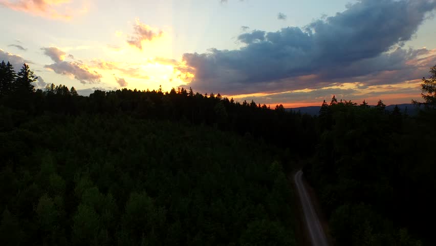 flight over beautiful evergreen forest