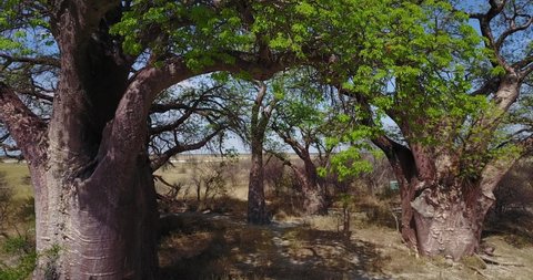 Aerial View to the Giant Baines Baobabs in Nxai Pan National Park, Botswana