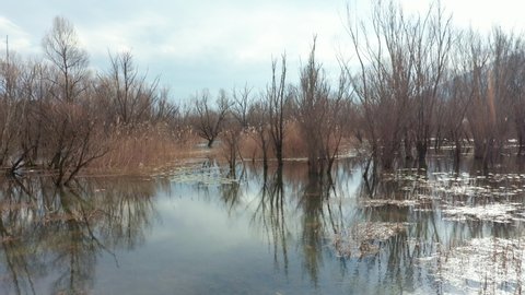 Trees in a swamp - bare branches in flood water in winter season. Establishing shot of a marsh in a quiet morning or afternoon with still lake surface. Wilderness and natural environment ecosystem.