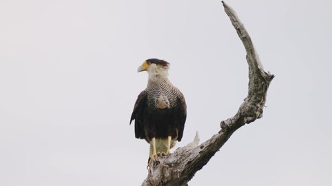 Solo wild crested caracara, caracara plancus perching on a snag, turning its head around trying to catch flying insects with its beak, close up shot at pantanal brazil.