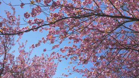 Vancouver BC , BC , Canada - 04 19 2019: pink cherry blossoms in vancouver bc