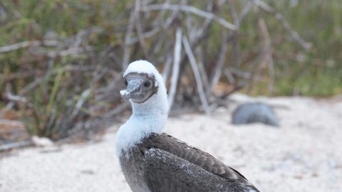Fixed medium closeup of a juvenile Blue Footed Booby on the beach of Galapagos Islands - handheld shot