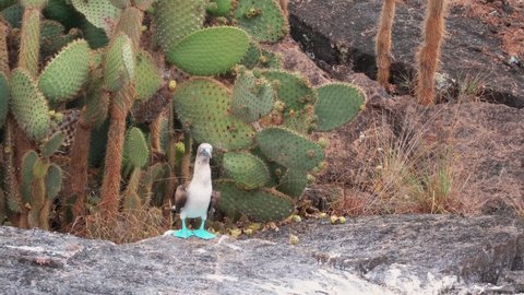 Blue Footed Booby standing on a rock doing a mating dance in Galapagos Islands - Handheld Fixed Full shot