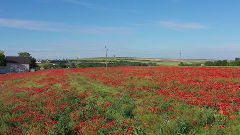 Blooming Red Poppies In The Meadow. Poppy Field. aerial drone, ascending pullback