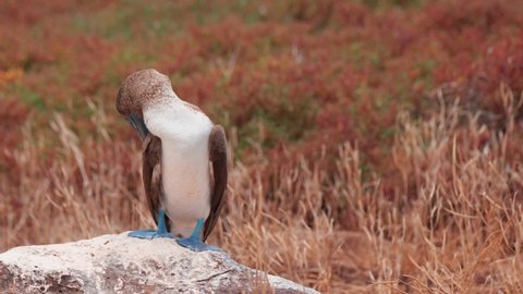 Blue-Footed Booby Resting On Rock While Grooming Itself At North Seymour, Galapagos Islands, Ecuador. Handheld