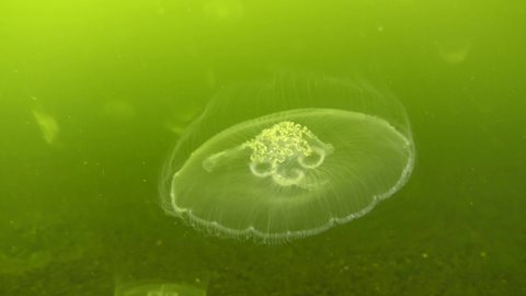 Common jellyfish or moon jelly (Aurelia aurita) swims slowly against the greenish water of a river estuary.