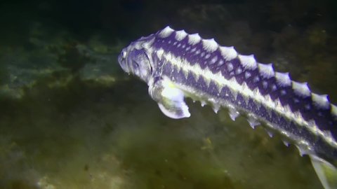 Russian sturgeon or Danube sturgeon (Acipenser gueldenstaedtii) swims against the background of the bottom covered with brown algae, then slowly swims away into the distance, medium shot.