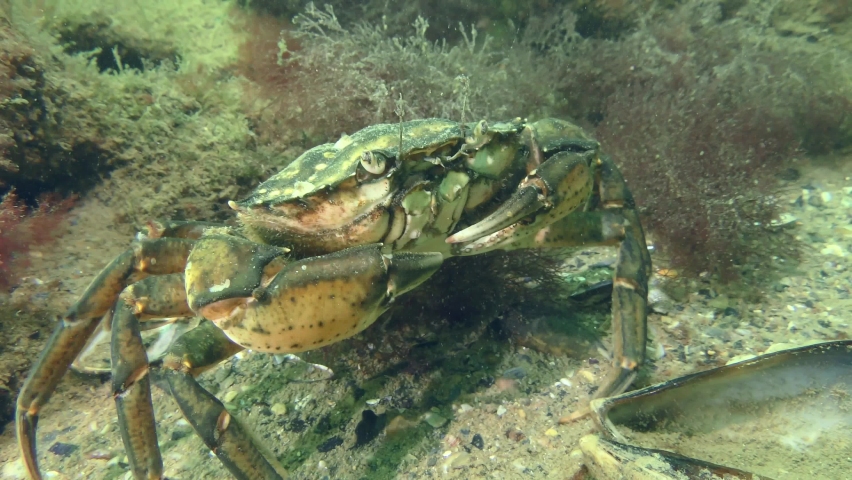 Green crab or Shore crab (Carcinus maenas) moves along the bottom covered with stones and algae. | Shutterstock HD Video #1088361951