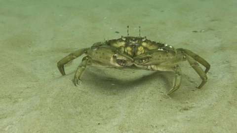 One of the most famous marine invasive species Green crab or Shore crab (Carcinus maenas) on the sandy seabed.