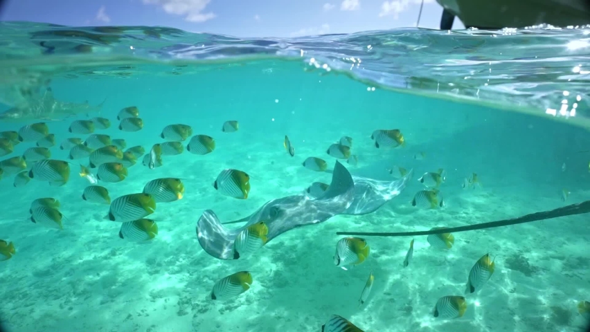Underwater Tahiti. Tropical fish, stingray, and sharks swim in Bora Bora, French Polynesia. Luxury travel vacation, paradise getaway, exotic destination, snorkeling Royalty-Free Stock Footage #1088362723