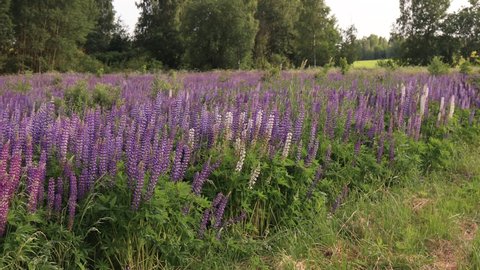 Purple lupine flowers on a field on a summer day