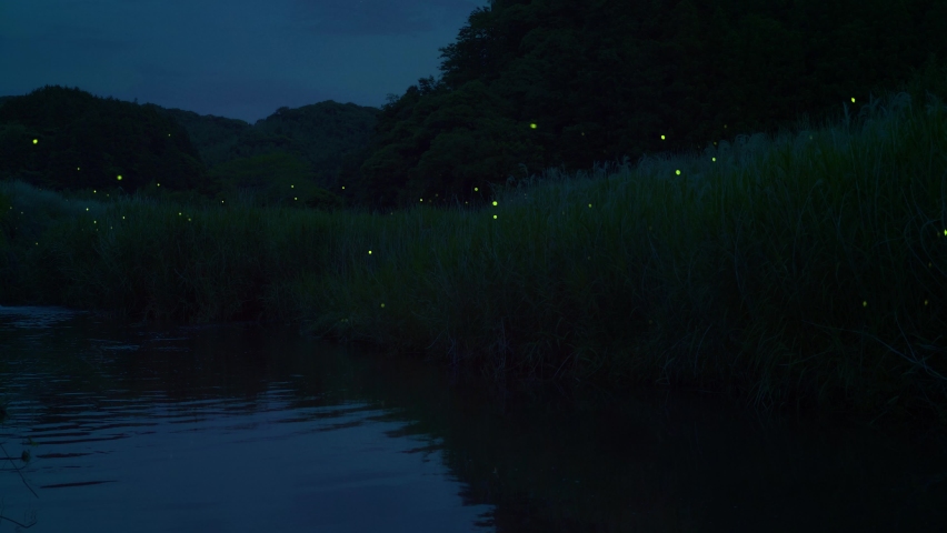 High-sensitivity video recording of many fireflies dancing wildly.
Fixed Camera Shooting | Shutterstock HD Video #1088364651