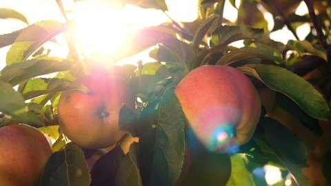 apples. organic fruit. apple farming. close-up. fresh apples grow on branch, in sun flare, in orchard. eco garden. Gardening. organic food. apple harvest