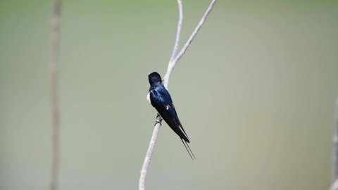 A swallow stands on a branch and rests by the canal. Swallows in their natural habitat