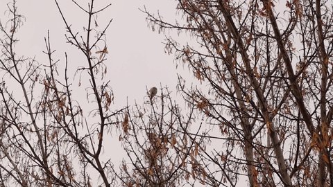 Goldfinch looking for food (seeds of prickly plants) in winter among the snow near the city.
Erzurum in Turkey.
Beautiful song birds, Sparrow, Cute Bird