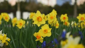 Narcissus garden close-up. Bright yellow daffodils bloom in the garden or park. The concept of spring, warm days, sunny mood. April Easter flowers slowly sway in the wind. Spring natural background