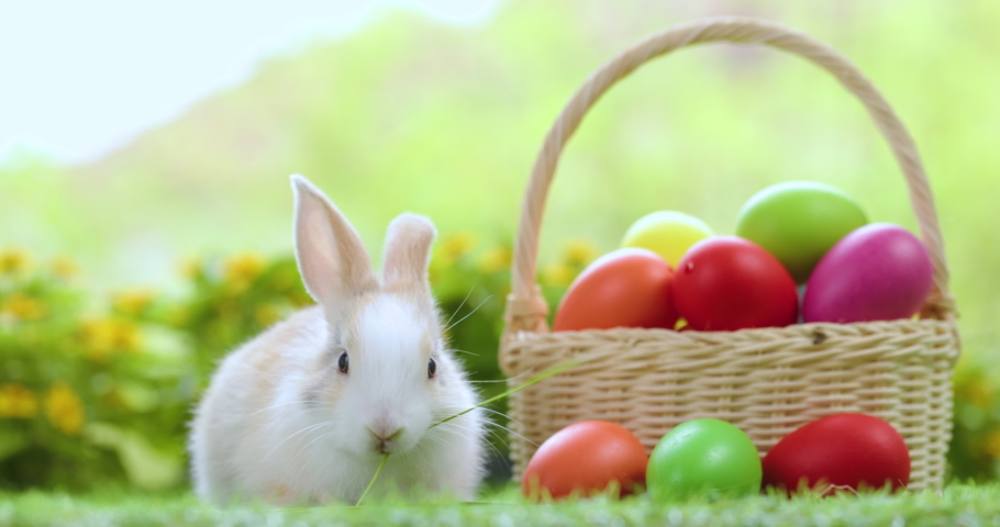 Lovely bunny easter fluffy baby rabbit eating green grass with a basket full of colorful easter eggs on green garden nature background on warmimg day. Symbol of easter day festival. Happy easter day. Royalty-Free Stock Footage #1088373405