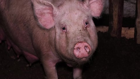 Adult, fat, dirty pig on a farm indoors. Breeding pigs for meat, pig breeding. Industrial animal husbandry.