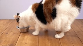 Cat eats the cat food from stainless steel bowl.