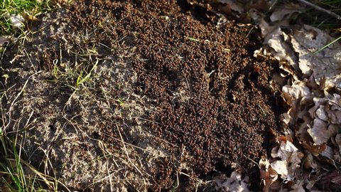 Ants build their anthill in the spring. The work and life of ants after winter.