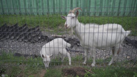 goat with mother video from the farm