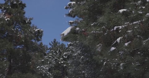 Slow motion of heavy snow falling on trees in a forest