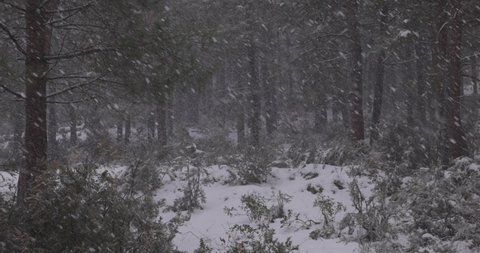Slow motion of heavy snow falling on trees in a forest