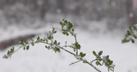 Slow motion of heavy snow falling on green branch
