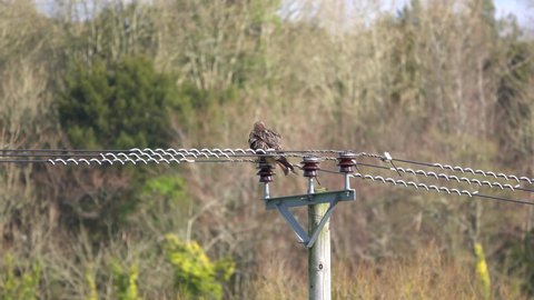 a red kite (Milvus milvus) perched atop a power pole, sunny winter day