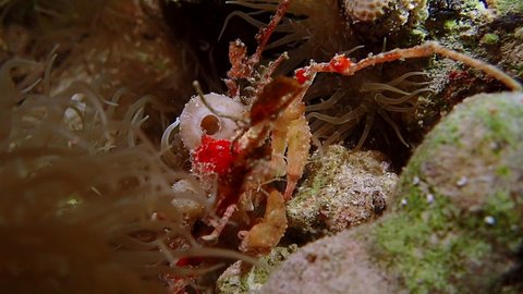 Large red Convex reef crab with big claws (Carpilius convexus) slowly moving across a mossy rock. The seafloor around the crab is full of colorful flora and fauna, with many types of plants and reefs.