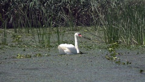 White wild bird swans on water together as a concept of fidelity and love. White swan with fluffy wings swims up to another swan and then they swim together on a wild lake pond. Bird life in the wild.