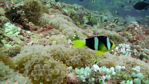 School of striped yellow fish on background clear seabed underwater in Maldives. Swimming in world of colorful beautiful wildlife of corals reefs. Inhabitants in search of food. Abyssal relax diving.