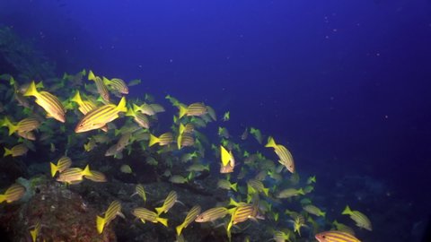 Shoal of snappers in wonderful seabed of the Andaman Sea Islands. Underwater life on colorful coral reefs in transparent clear water on blue background. Scuba diving and snorkeling in undersea Ocean.
