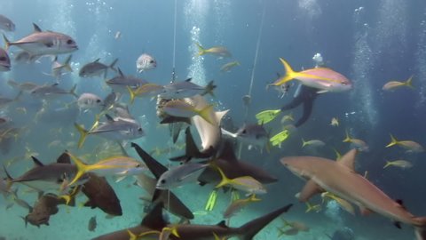 People with pack of sharks in school of fish in underwater marine wildlife. Dangerous animals and diving on seabed of ocean. Dive show Shark feading in Bahamas on Pacific Ocean.