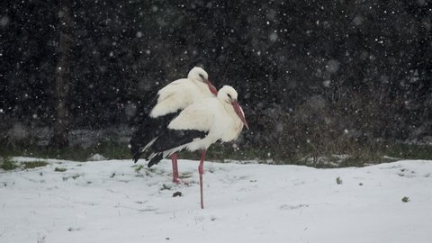 The stork that coincides with the snowfall on the way to the warm country