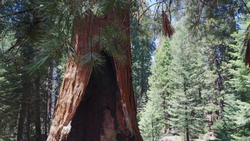 General Grant Sequoia Tree in Kings Canyon National Park
